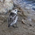 Sanderling (Calidris alba) Alan Prowse